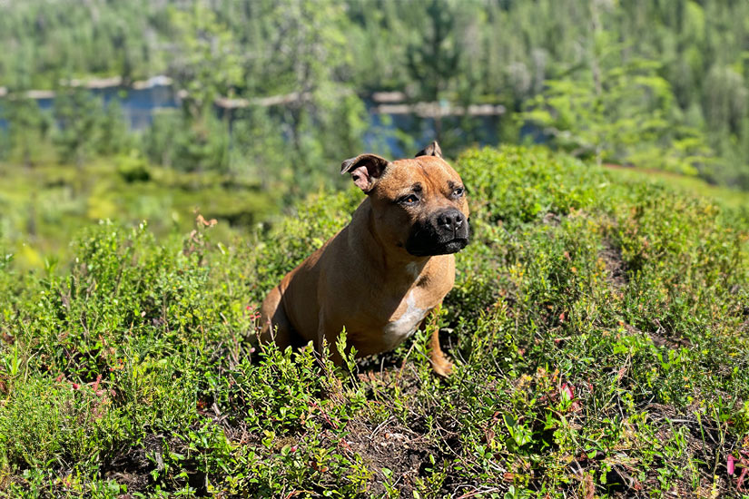 Hunden var hjemme alene ved branntilløp