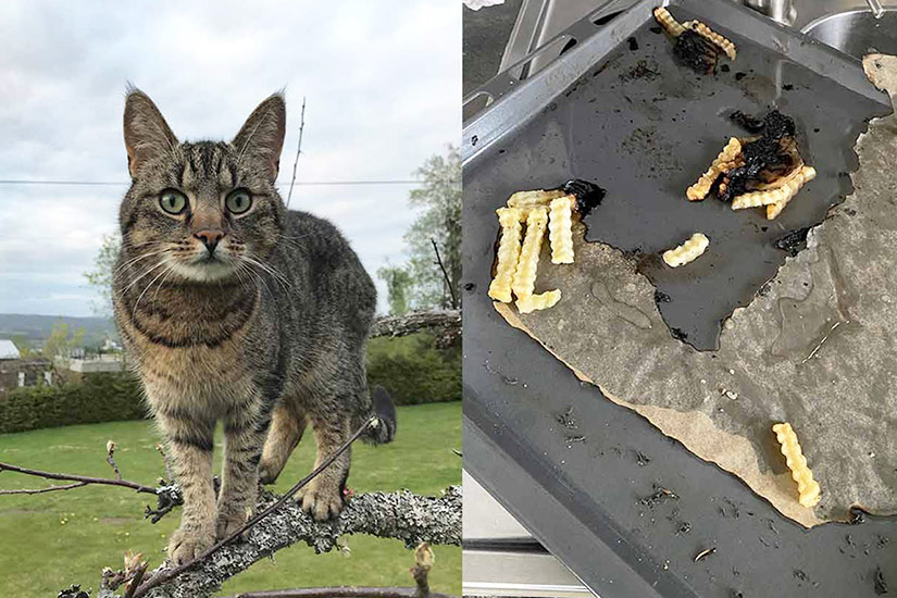 Middagsrester på komfyren kunne endt katastrofalt